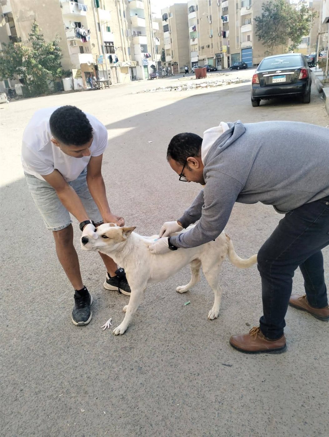 مكافحة انتشار الكلاب الضالة بشوارع الغردقة 