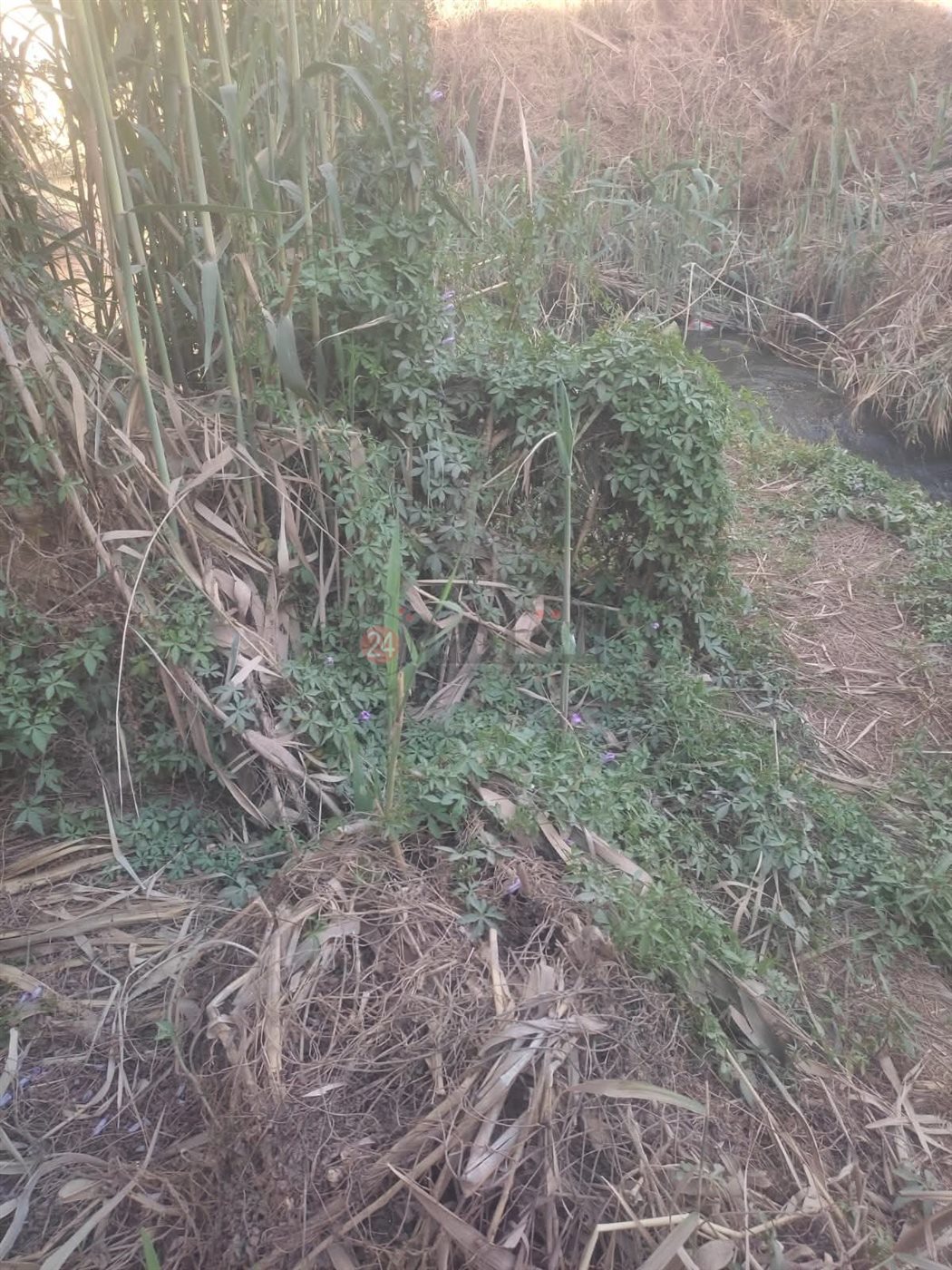 بحر الطواحين