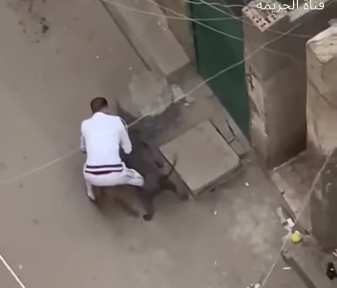 بإيعاز من مالكهما.. تداول فيديو لفتك كلبين بقطة ونزع أحشائها بالإسكندرية&nbsp;