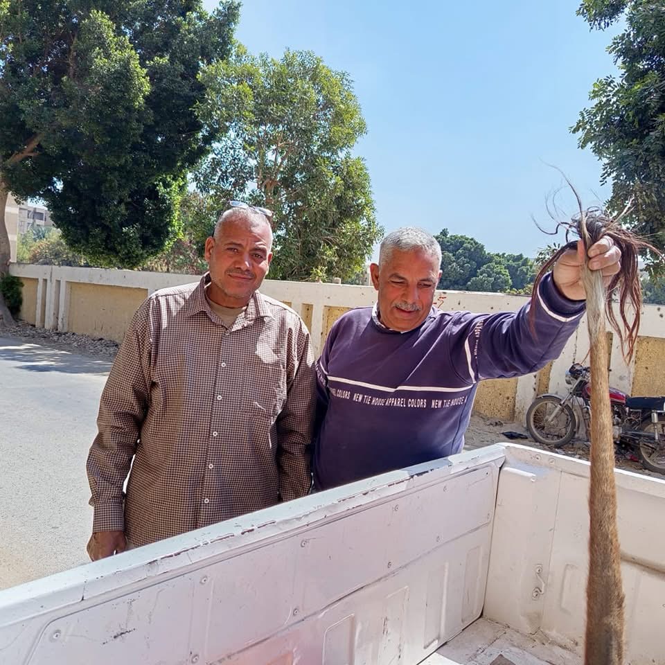 ضبط لحوم فاسدة بالأقصر&nbsp;