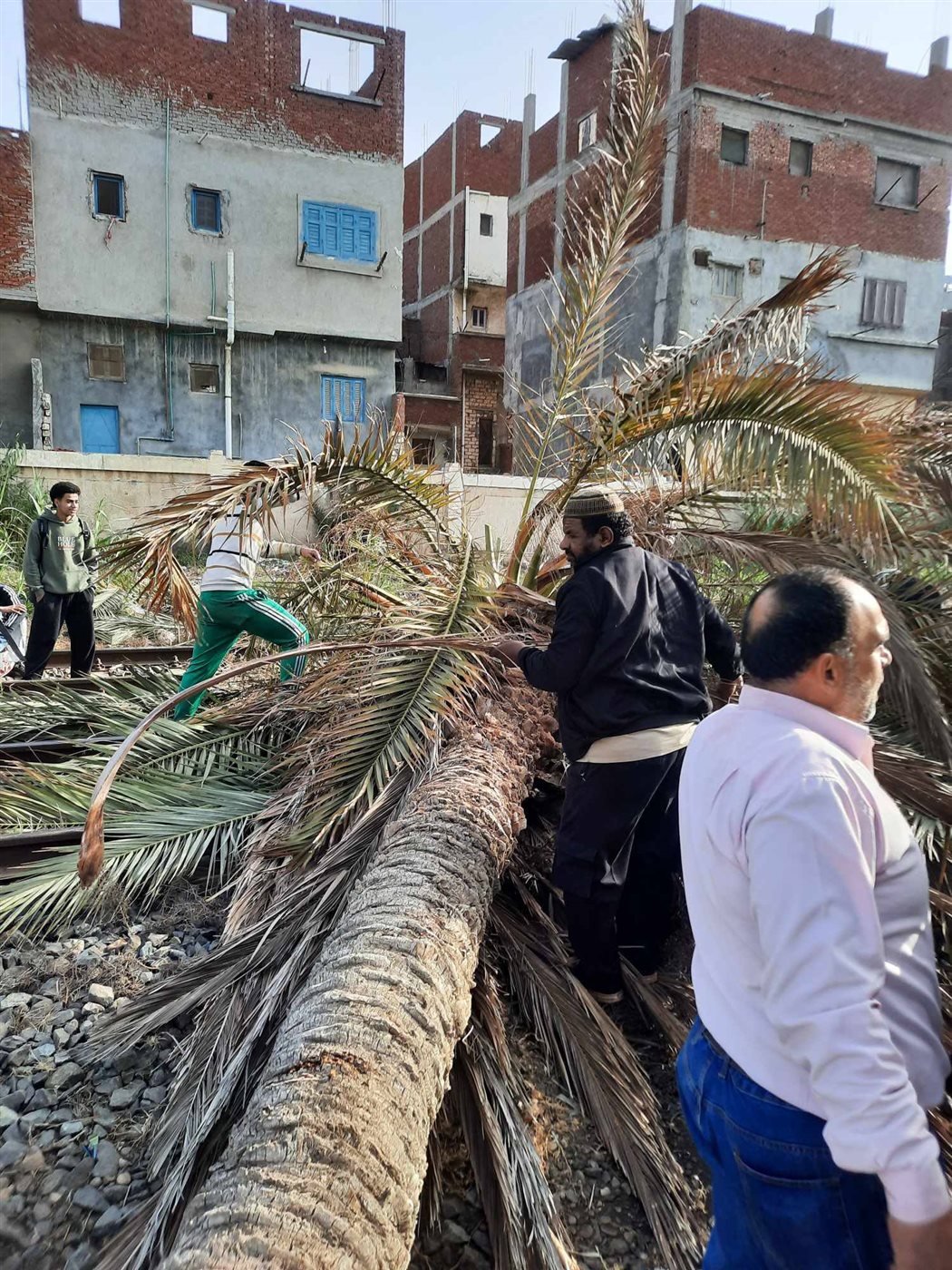 سقوط نخلة أمام قطار الإسكندرية قبل محطة سيدي جابر