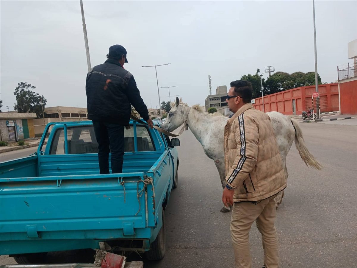 حملة مكبرة لمواجهة الدواب السائبة بحي الضواحي ببورسعيد