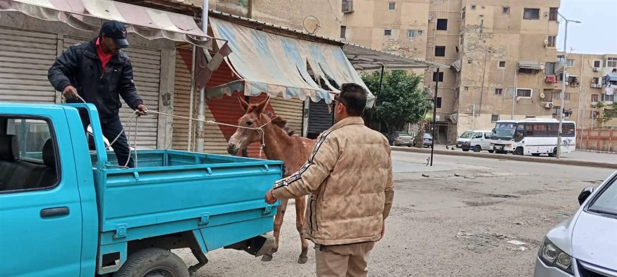 حملة مكبرة لمواجهة الدواب السائبة بحي الضواحي ببورسعيد