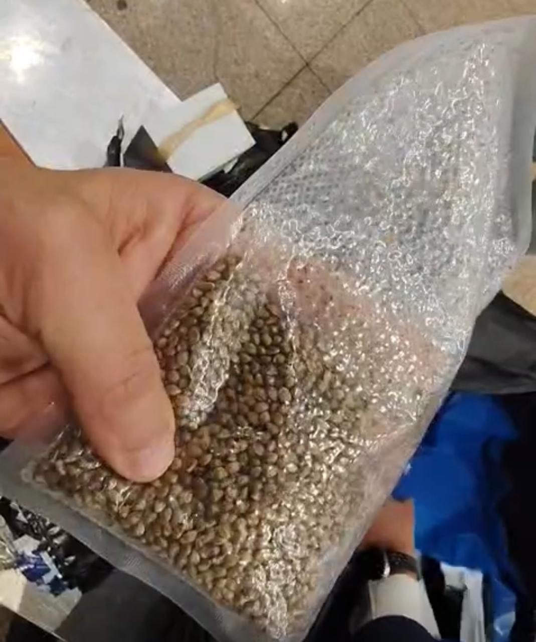 ضبط راكب عربي يُخفي 400 ألف بذرة ماريجوانا في قاعات سحرية بحقيبة على متن رحلة قادمة من بروكسل