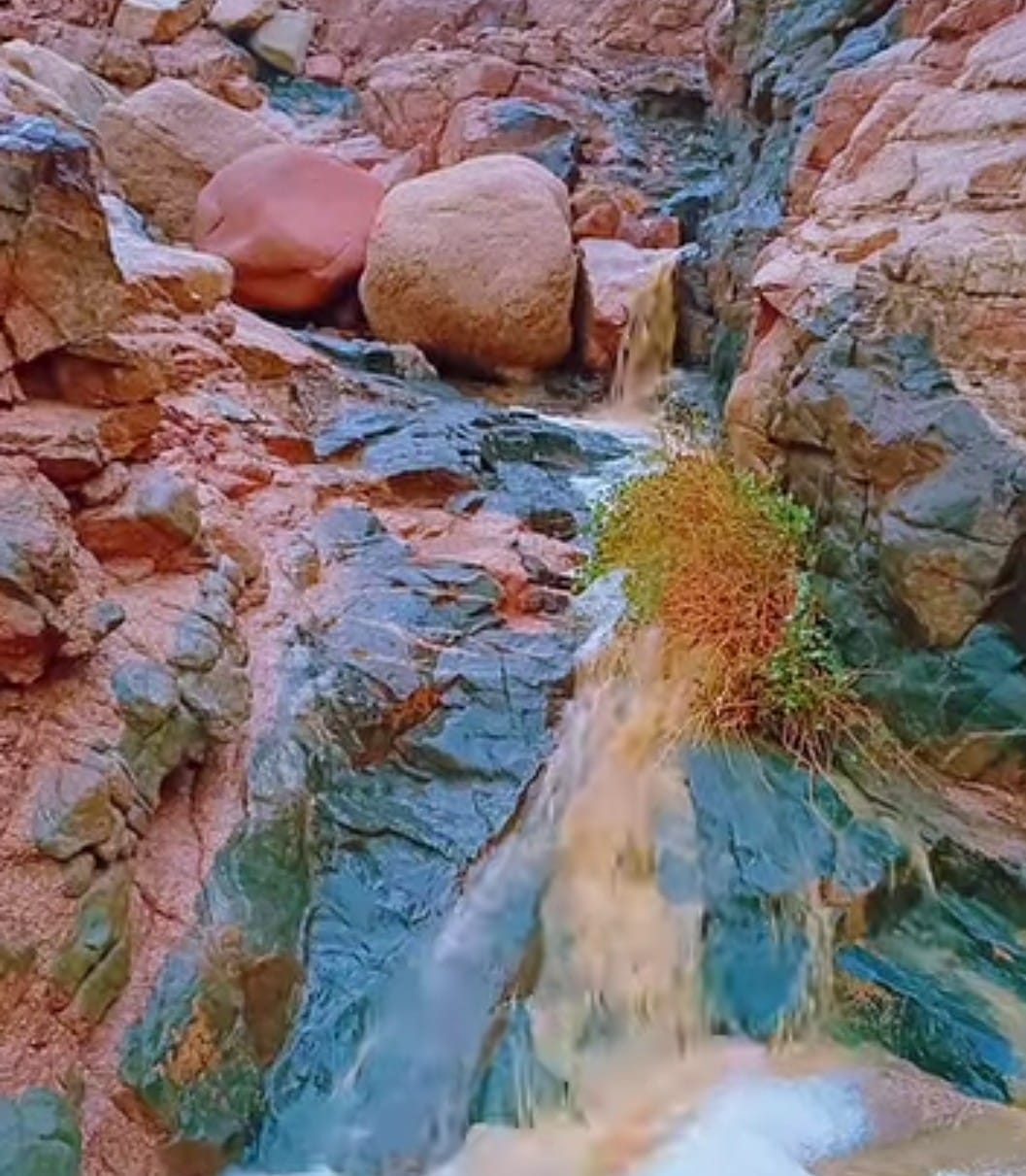 1000519752