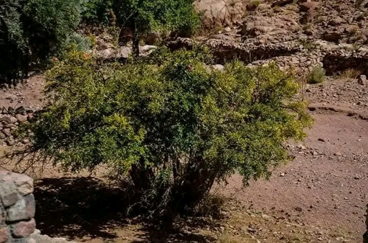 وادي الرمان بسانت كاترين