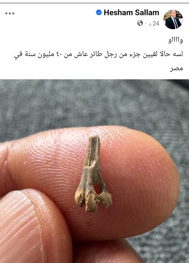 منشور الدكتور هشام سلام مدير مركز الحفريات الفقارية بجامعة المنصورة