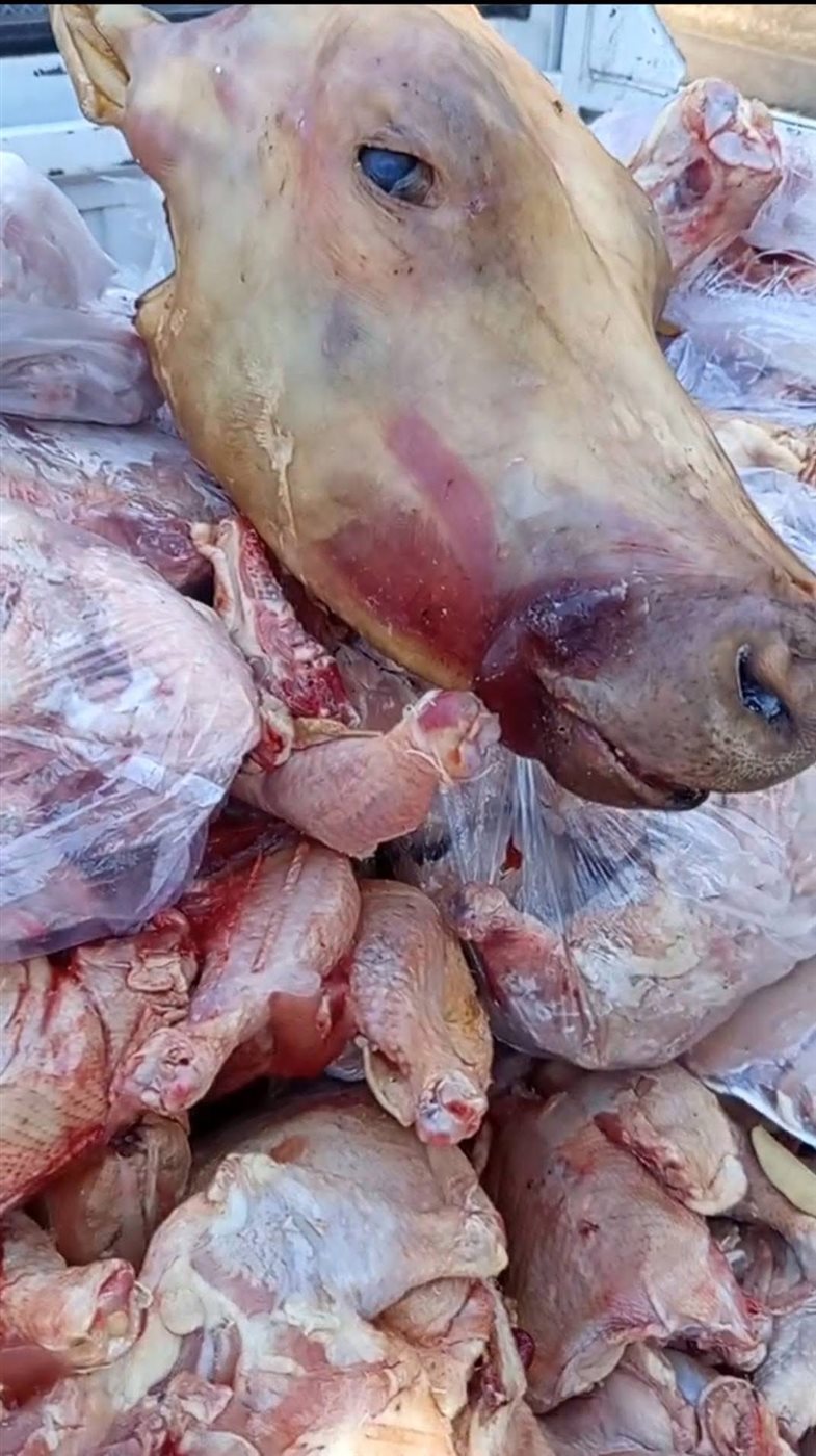حملات الطب البيطري بالأقصر&nbsp;