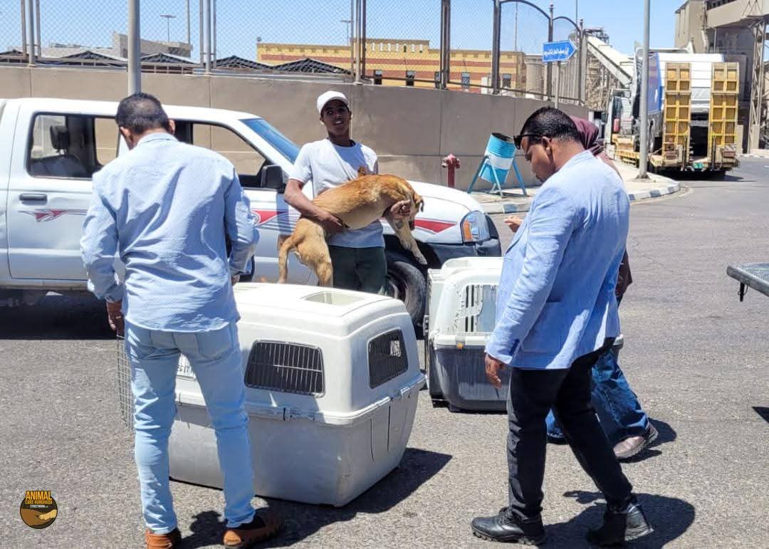اصطياد الكلاب الضالة بسفاجا