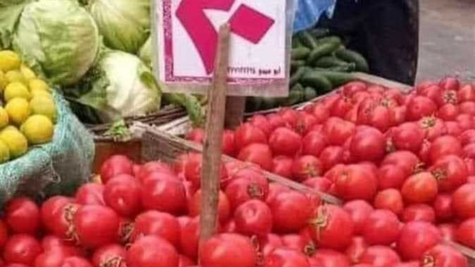 أسعار الطماطم اليوم