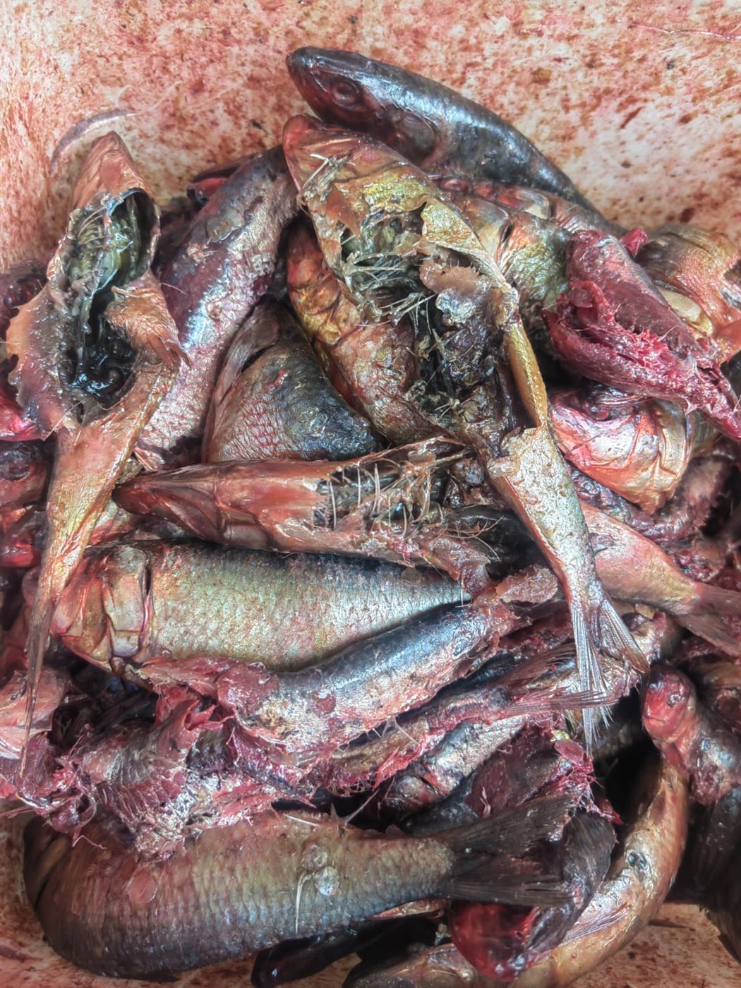 1001230981