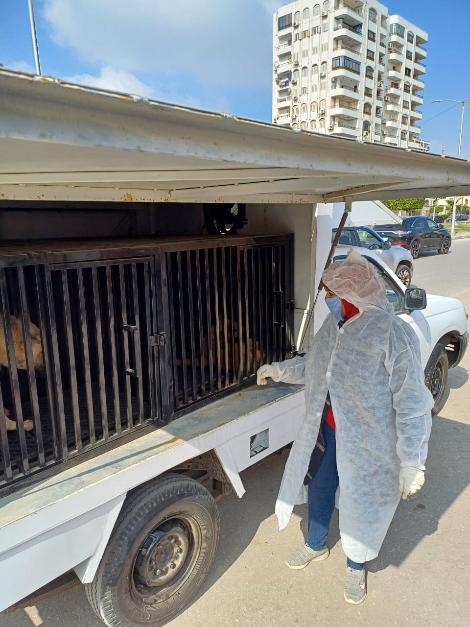 التعامل مع الكلاب الضالة ببورسعيد 