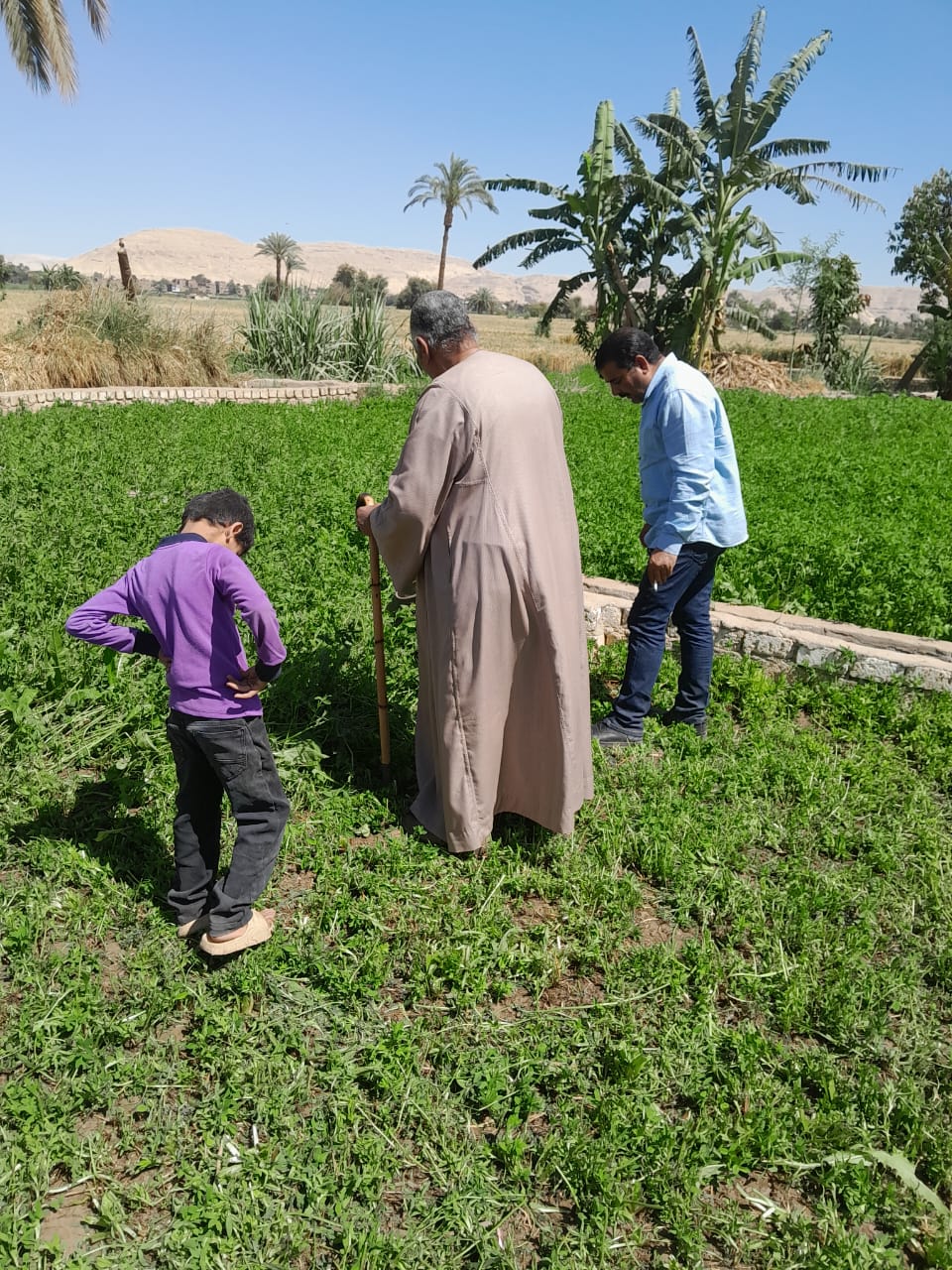 مديرية الزراعة في قرية شطورة