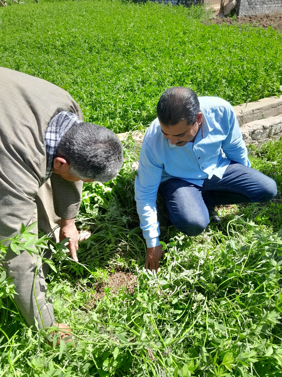 مديرية الزراعة في قرية شطورة