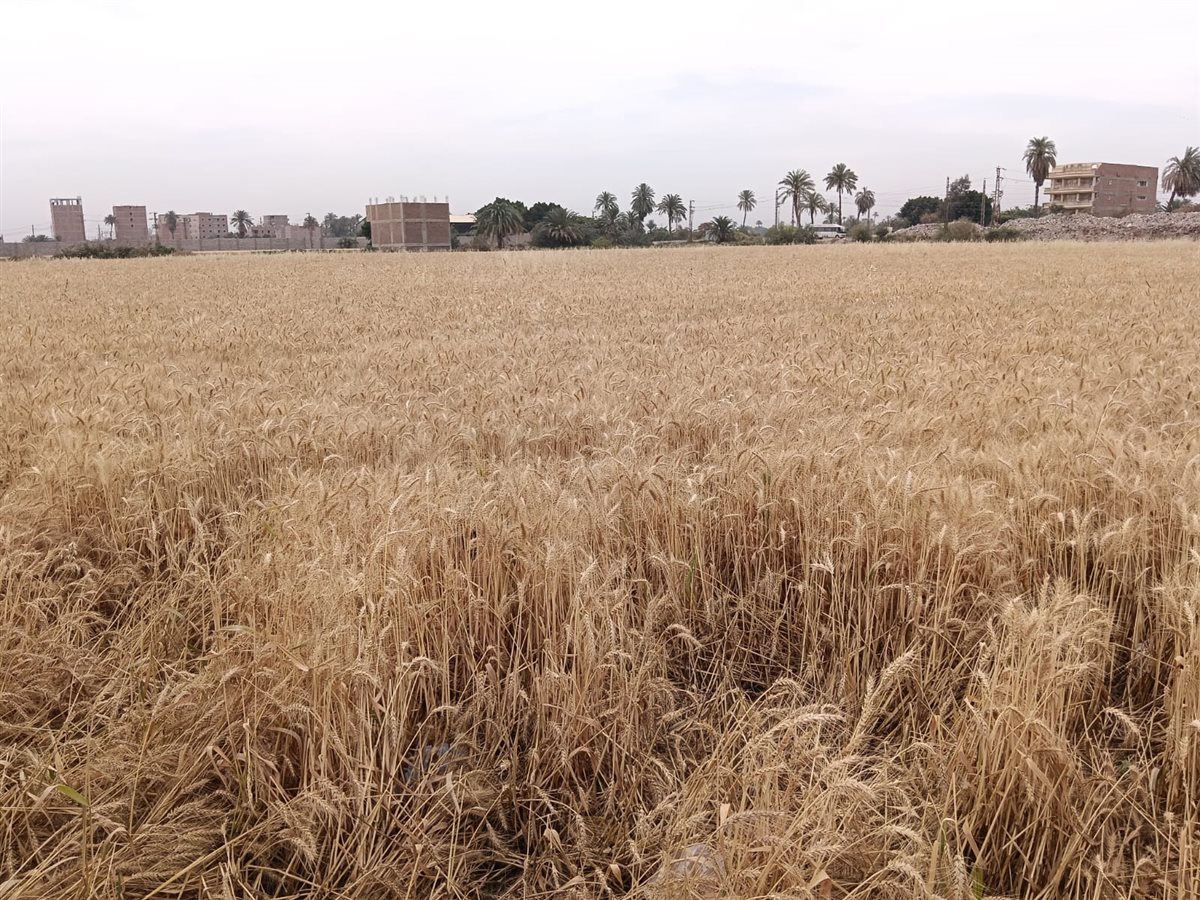 محصول القمح&nbsp;
