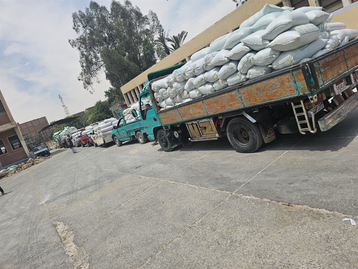 بدء موسم توريد القمح&nbsp;