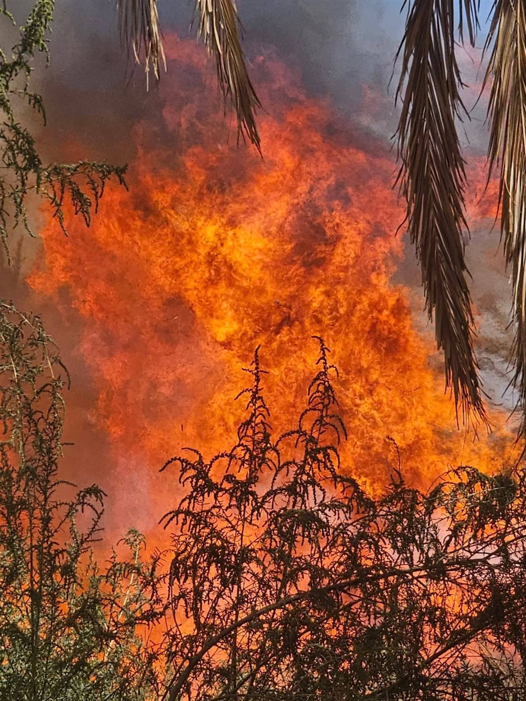 &nbsp;حريق مزارع نخيل في الداخلة