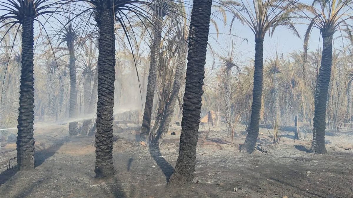 حريق بمزارع نخيل في الوادى الجديد