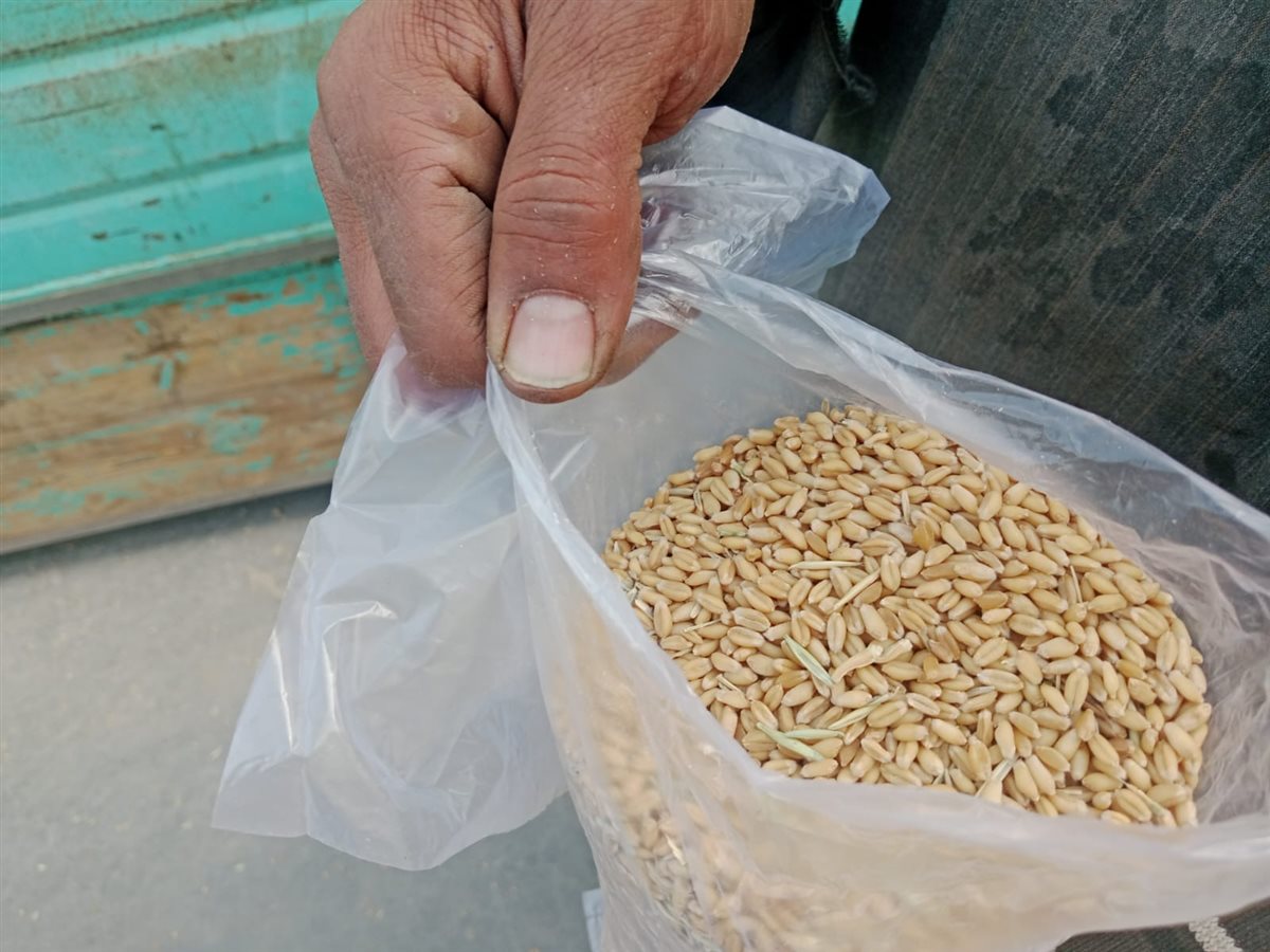 تموين الأقصر تتسلم 152.2 طن من القمح&nbsp;
