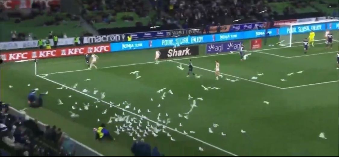 سرب طيور يقتحم مباراة في الدوري الأسترالي&nbsp;