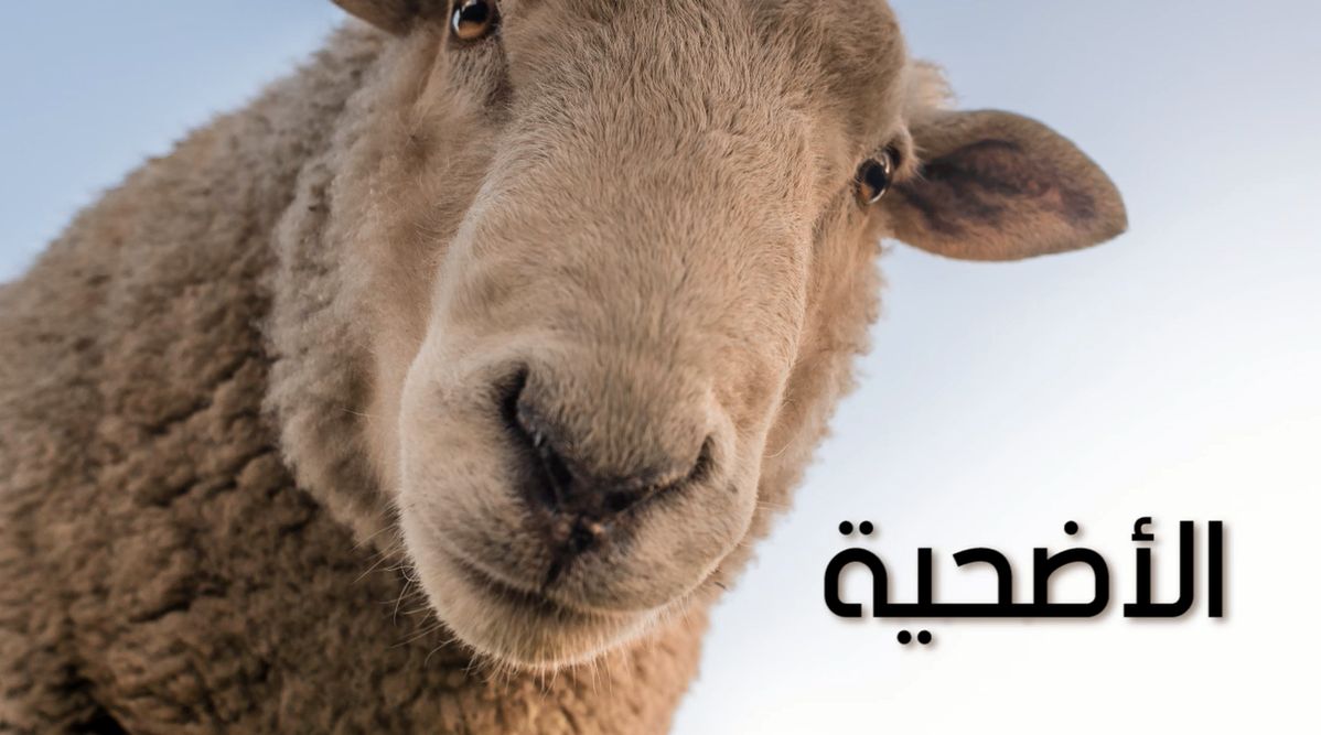 أفضل وقت لذبح الأضحية