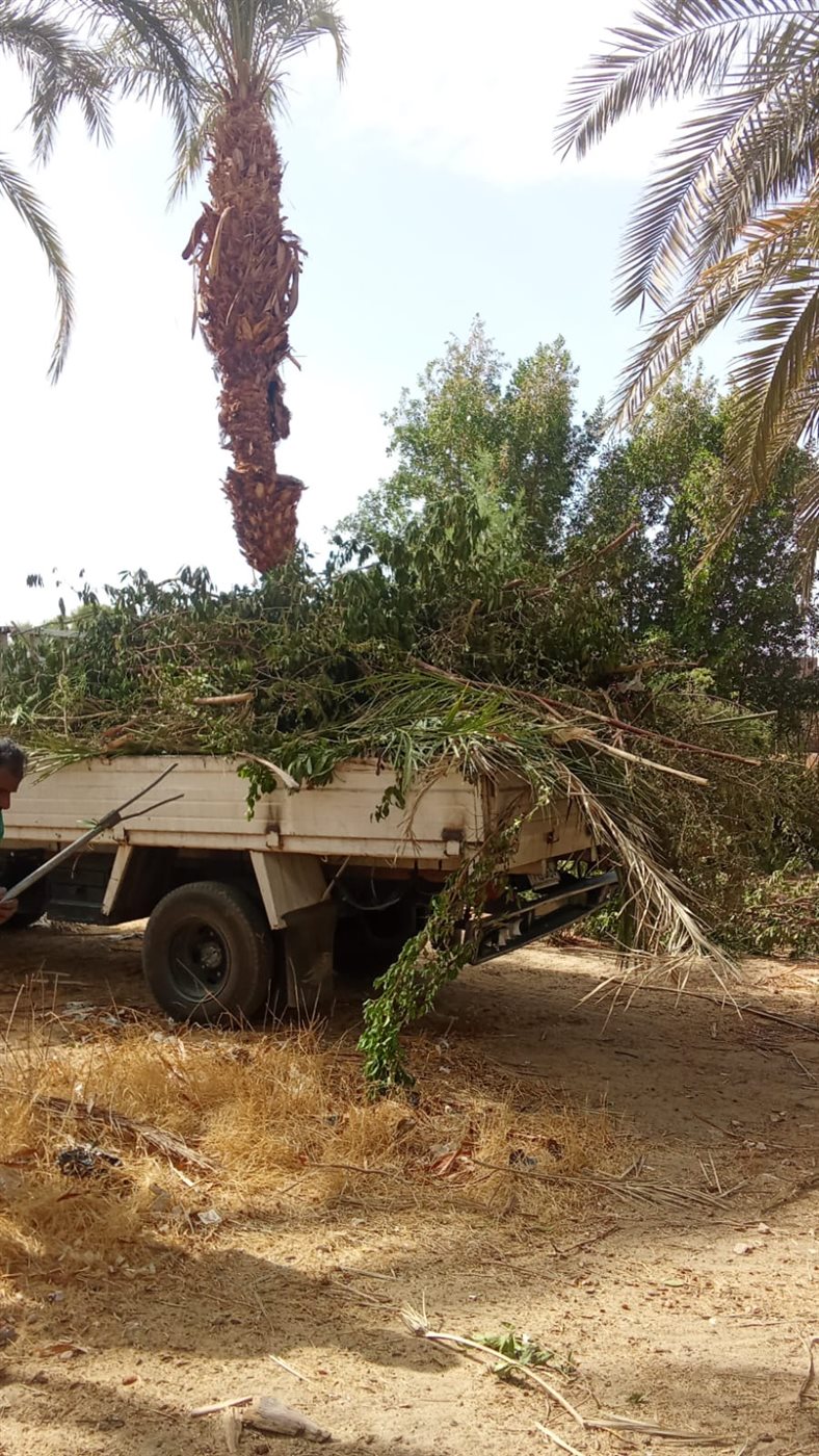 حملات تشجير ونظافة بالأقصر&nbsp;