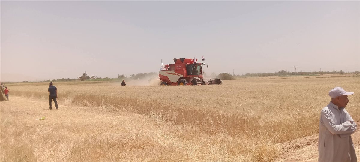 مبادرة الحصاد الذهبي لحصاد القمح