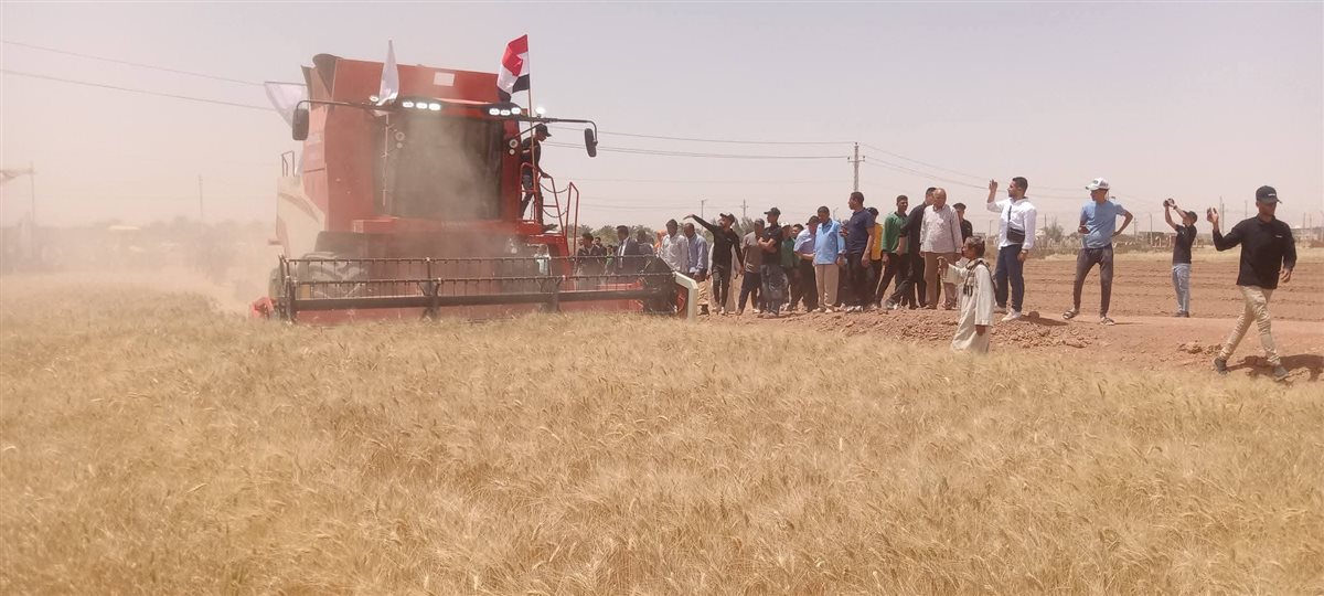 مبادرة الحصاد الذهبي لحصاد القمح
