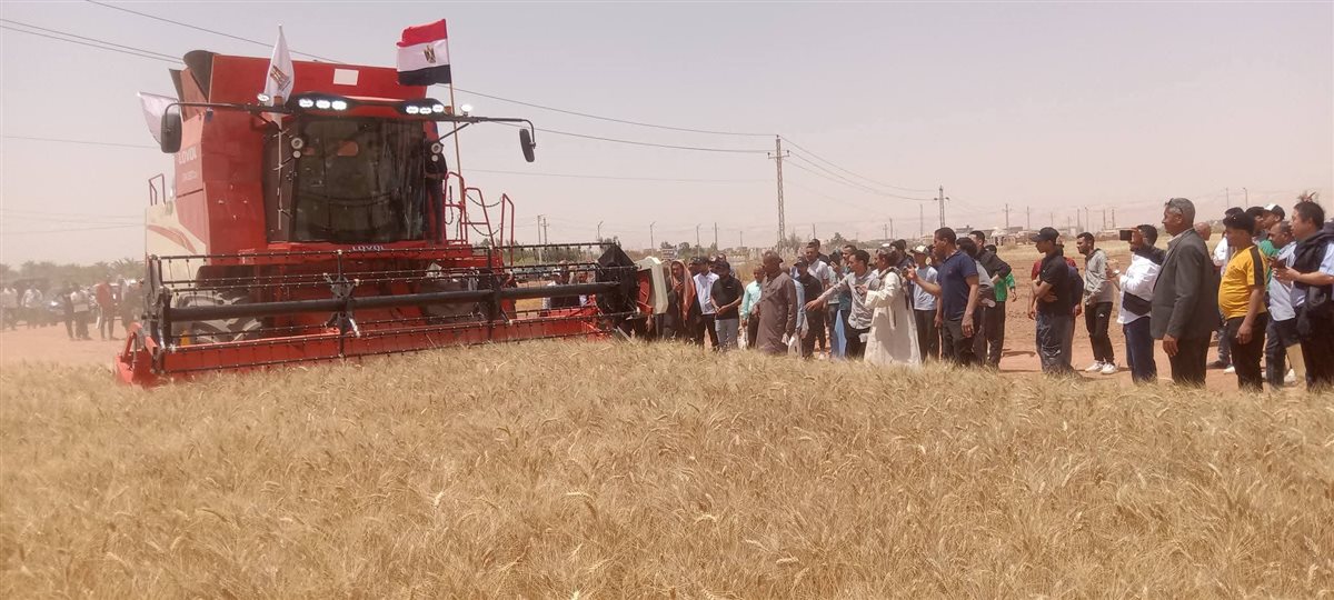 مبادرة الحصاد الذهبي لحصاد القمح