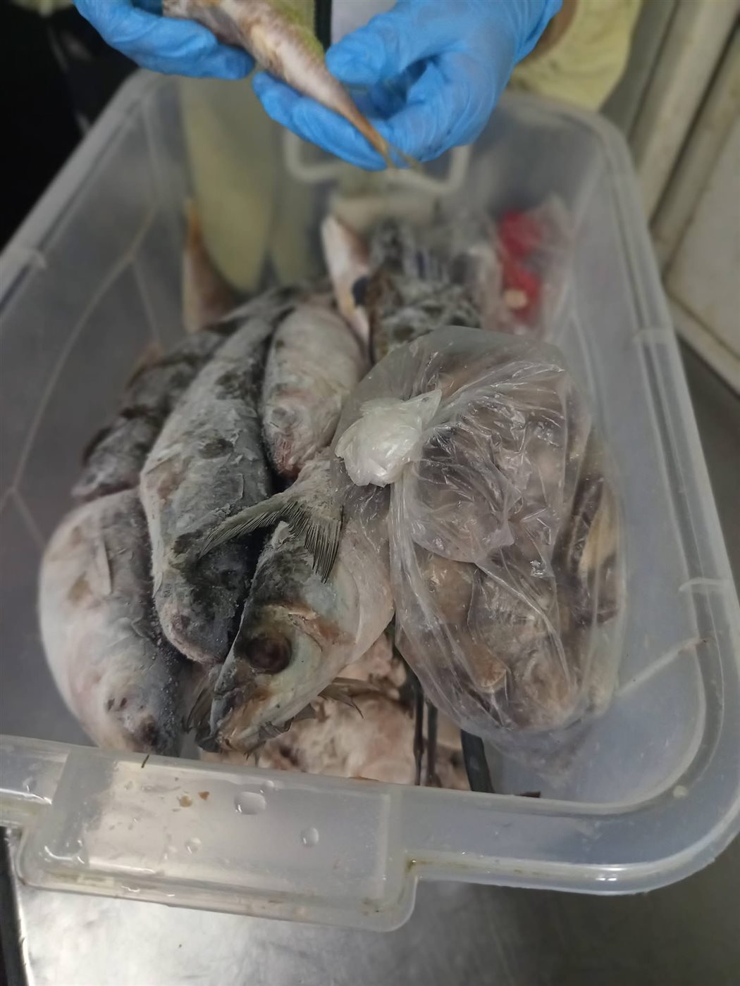 حملات الطب البيطري&nbsp;