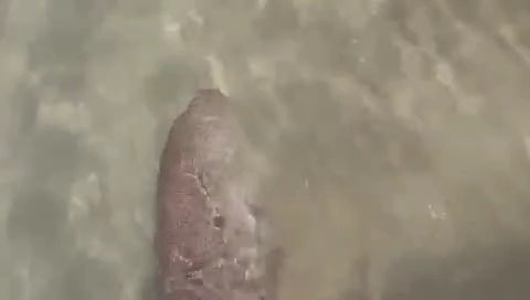 ظهور جديد لصغير عروس البحر بسفاجا