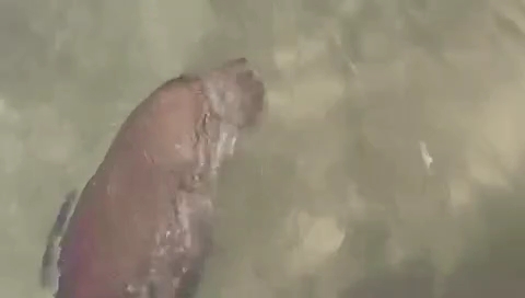 ظهور جديد لصغير عروس البحر بسفاجا
