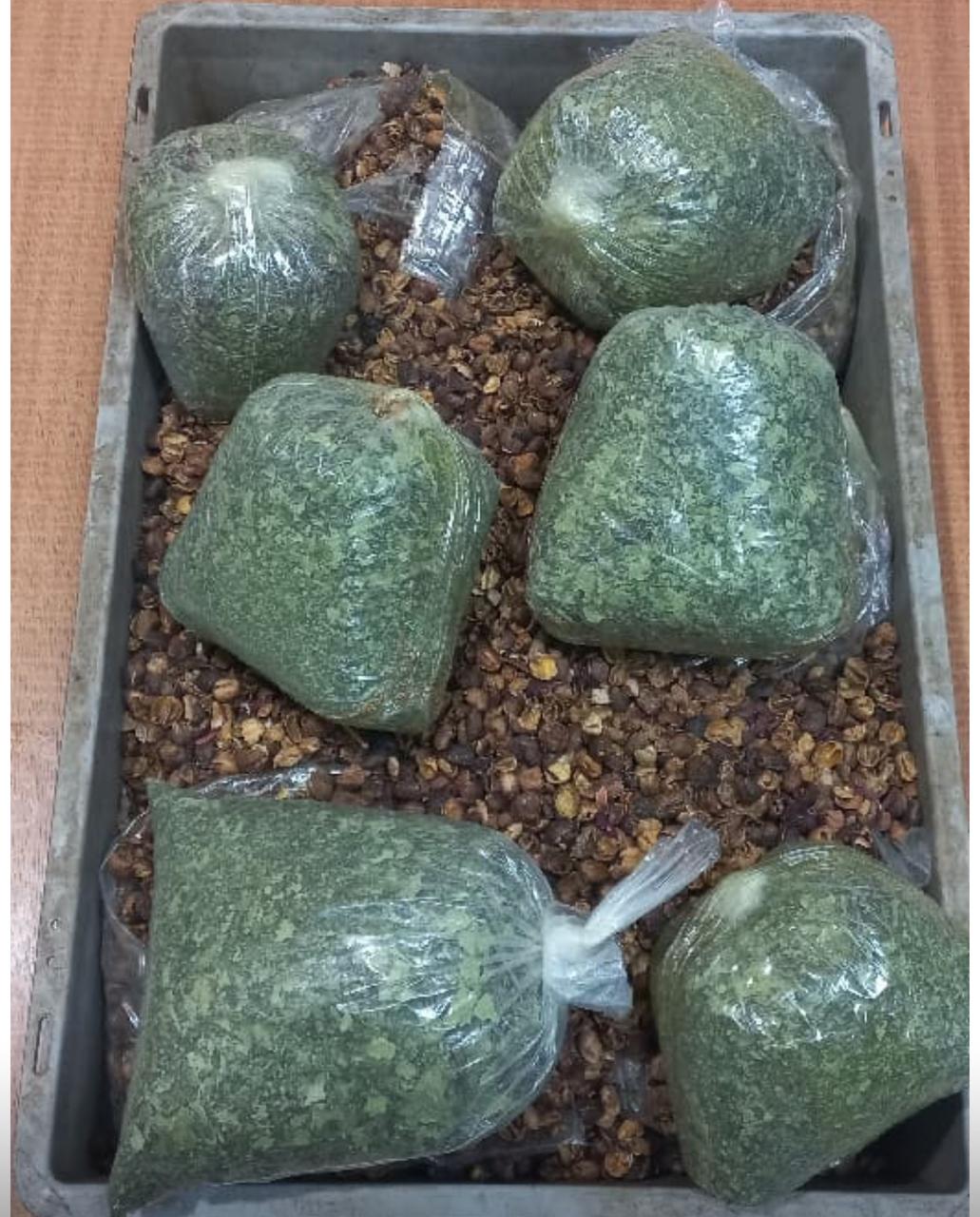 &nbsp;مخدر القات &nbsp;