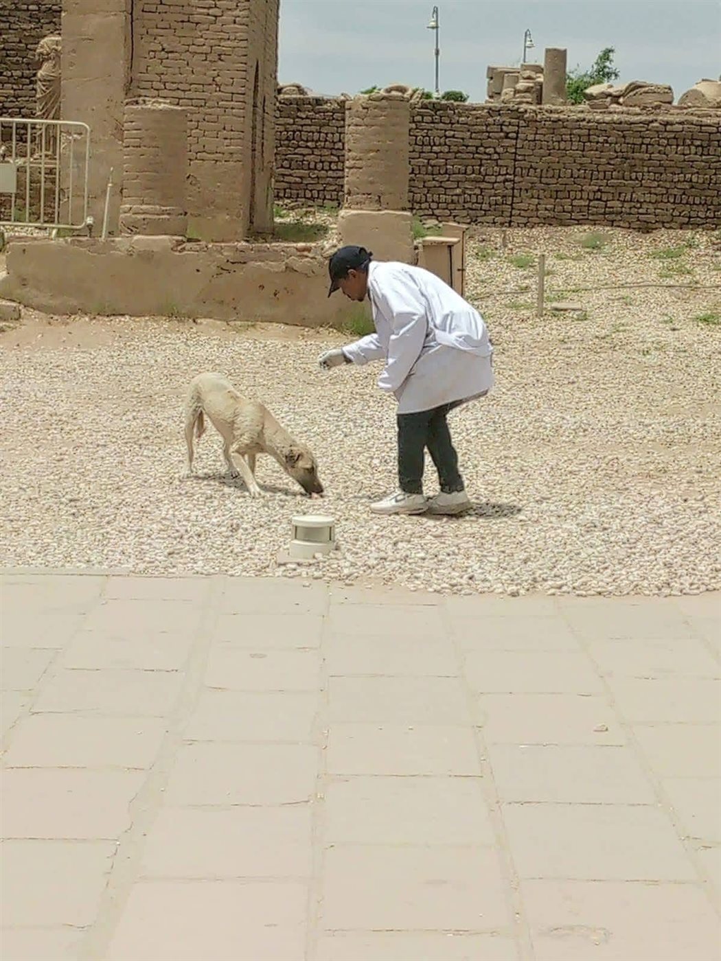 تحصين الكلاب الضالة بالأقصر&nbsp;
