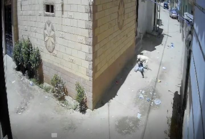صورة من كاميرا المراقبة في أثناء عض الكلب للصغير