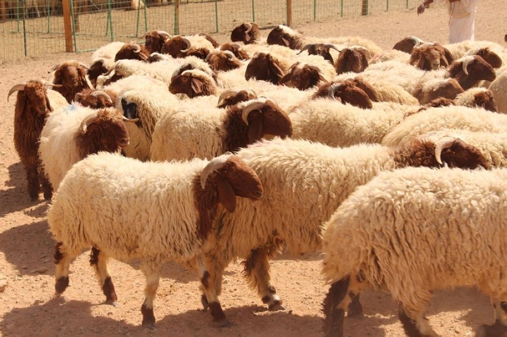 سن الأضحية
