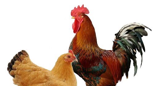 أسعار الفراخ البيضاء اليوم