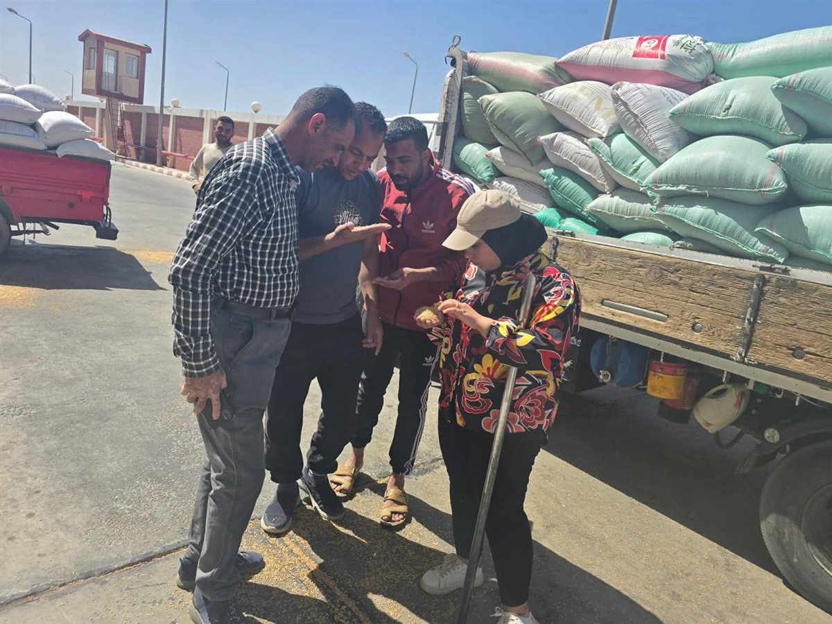 توريد القمح بالوادى الجديد