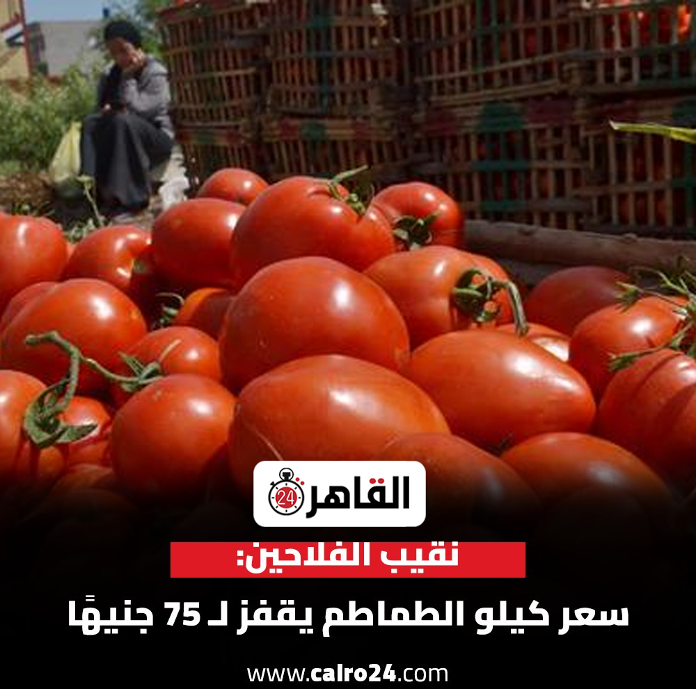 سعر الطماطم اليوم الثلاثاء 19 مايو 2026