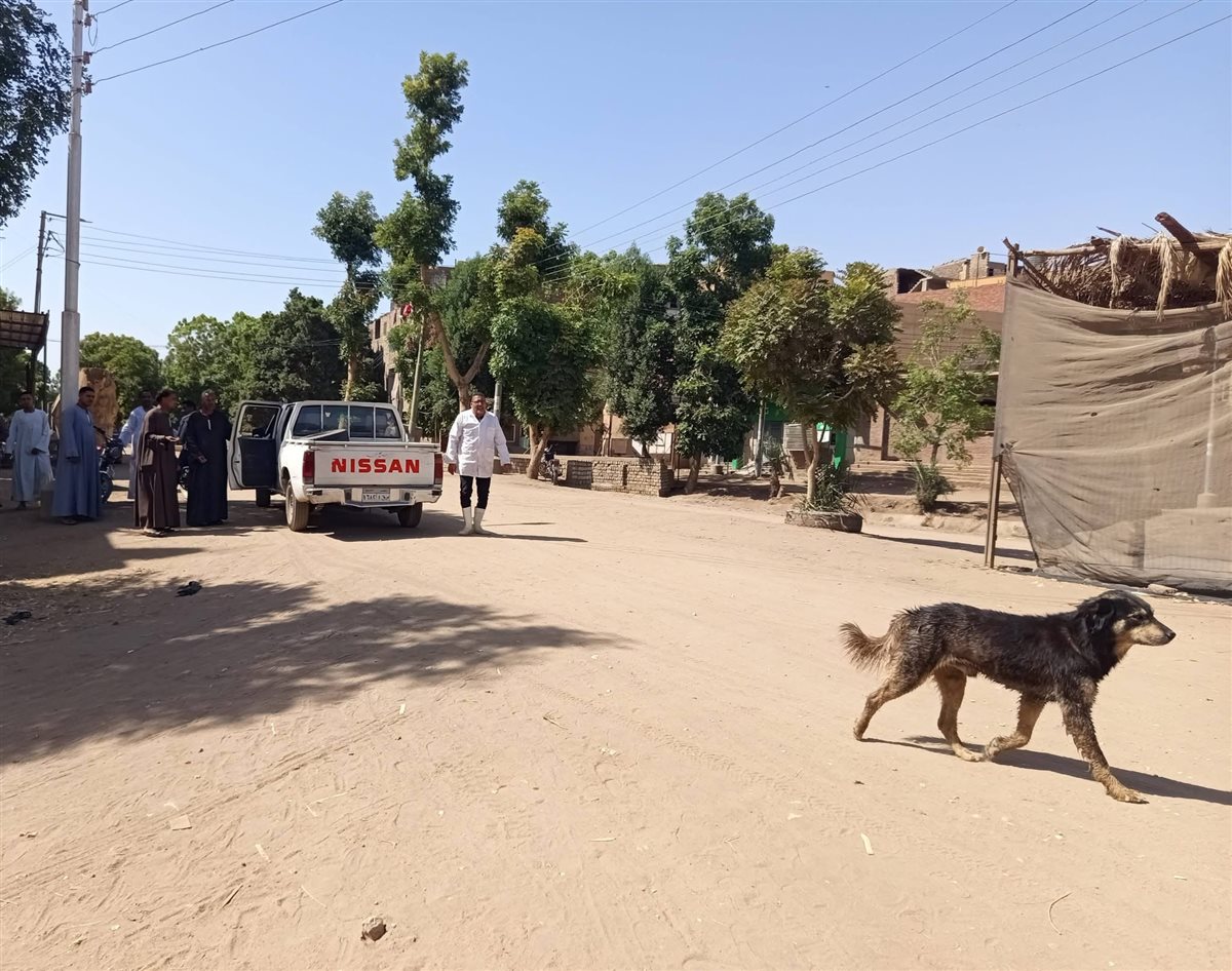 حملة للطب البيطري على الكلاب الضالة&nbsp;