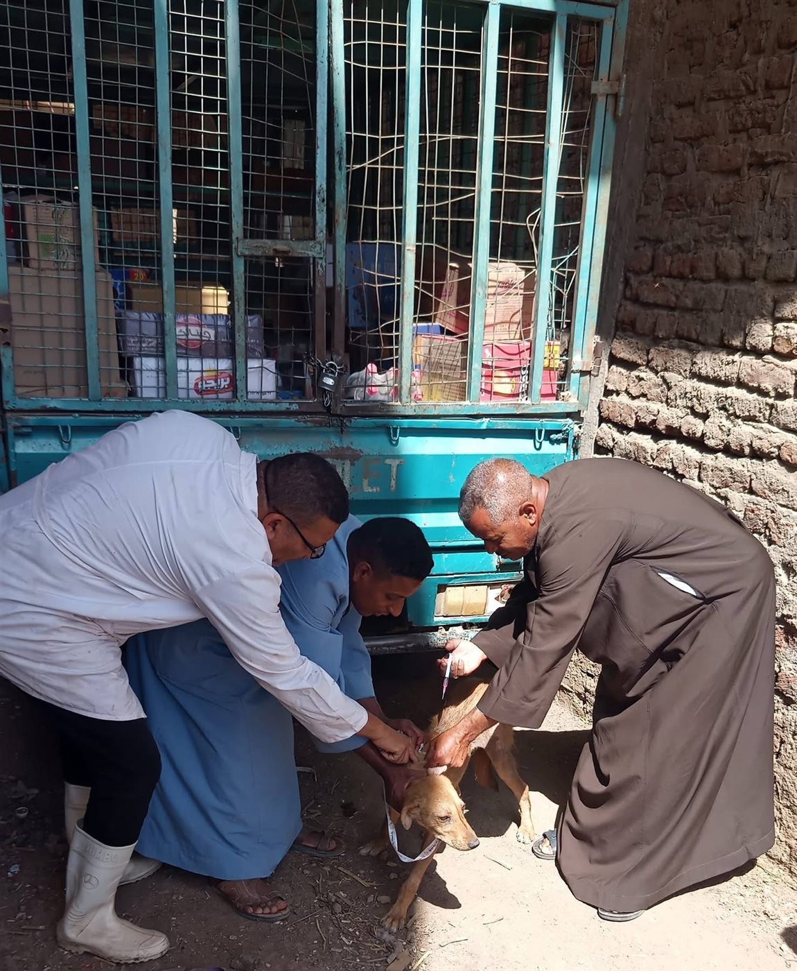 حملة للطب البيطري على الكلاب الضالة&nbsp;