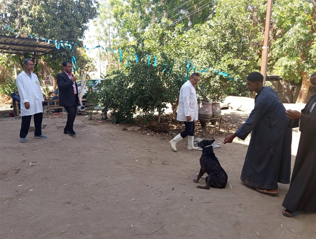 حملة للطب البيطري على الكلاب الضالة&nbsp;
