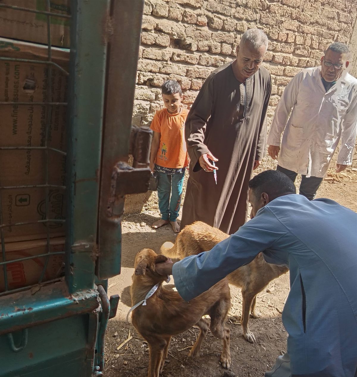 حملة للطب البيطري على الكلاب الضالة&nbsp;