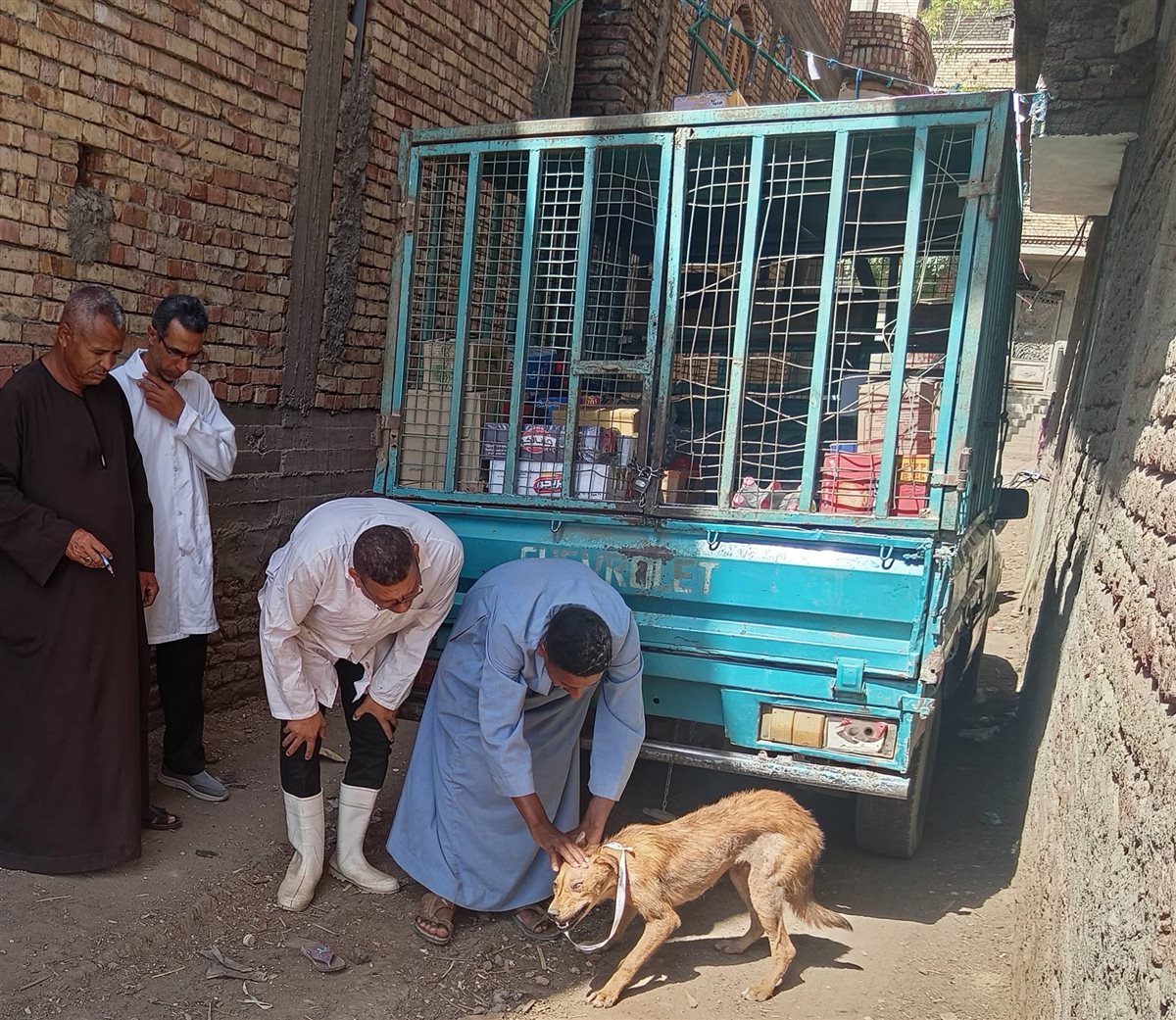 حملة للطب البيطري على الكلاب الضالة&nbsp;