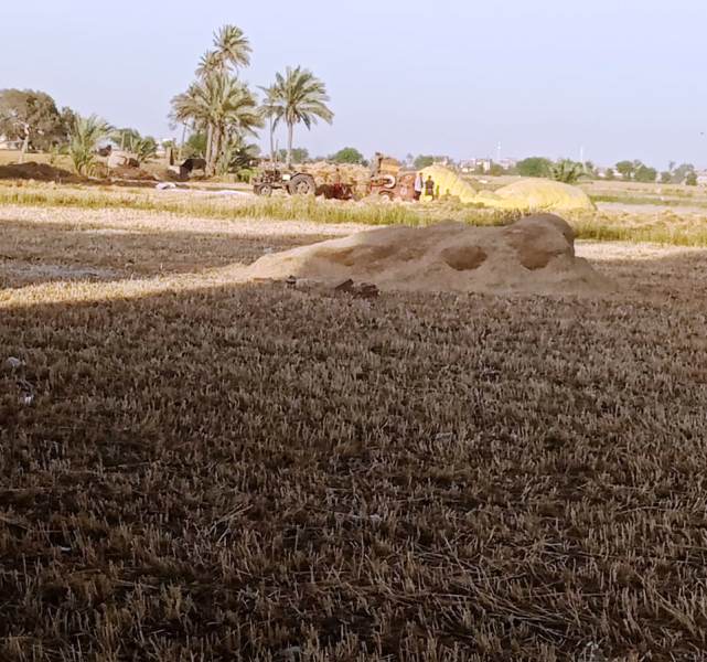 محصول القمح وقت حصاده بالشرقية