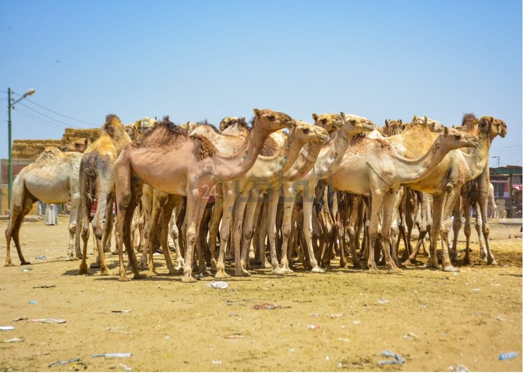 سوق برقاش 2