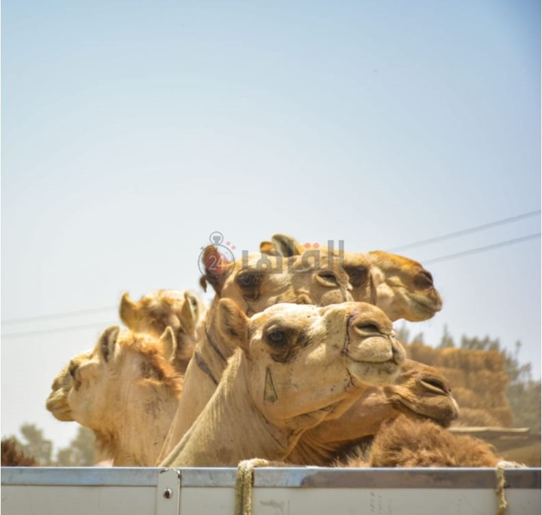 سوق برقاش 4