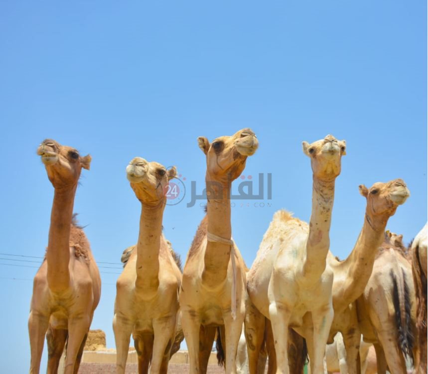 سوق برقاش 5