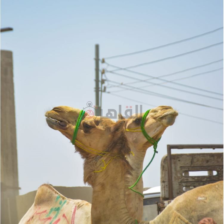 سوق برقاش 6
