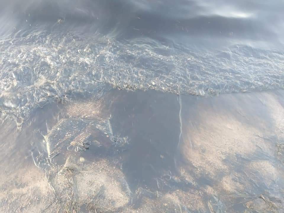 تلوث بترولي بالزيت بشواطئ سفاجا
